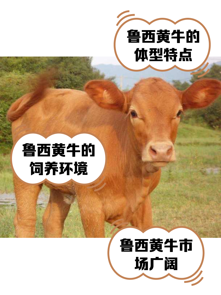 文山最新医保取现黄牛方法分析(最方便真实的文山医保取现黄牛怎么取方法)
